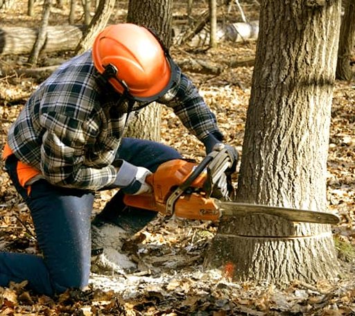 Tree Removal in Franklin, TX